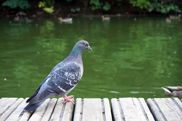 The gray dove stands on a wooden platform and looks out over the water.
