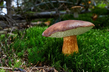 Imleria badia. Fungus in the natural environment.