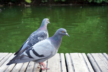 The gray dove stands on a wooden platform and looks out over the water.