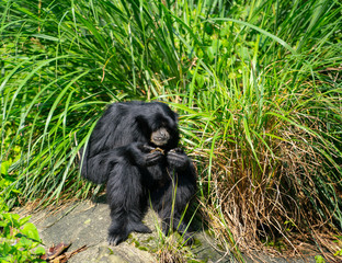 Siamang gibbon monkey or Symphalangus syndactylus eating