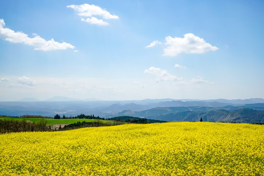 菜の花　亀石峠