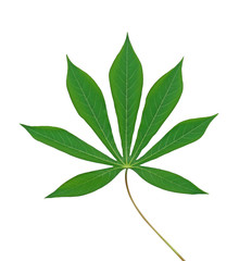 Obraz premium cassava leaf isolated on white background