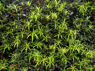 Obraz premium 生垣