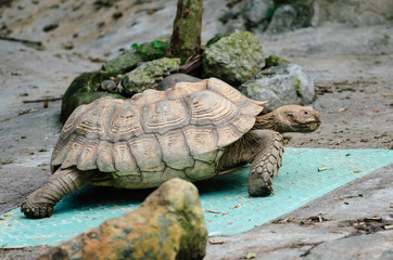 African spurred tortoise walking close-up