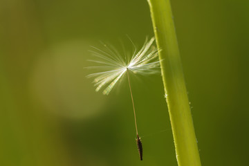 Seed of dandelion