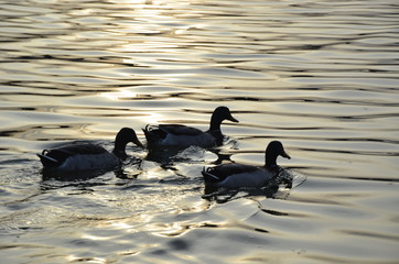 ducks going to the sun