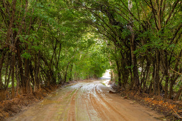 Obraz premium Túnel verde de Porto de Pedras