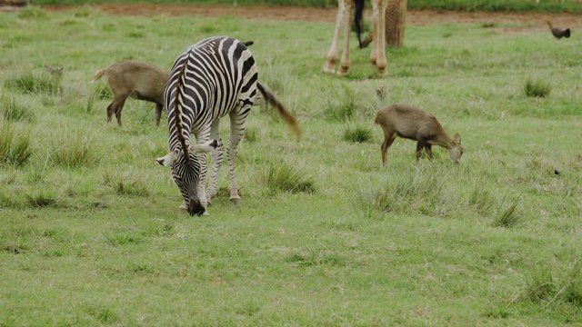 zebra grazing on a green grass