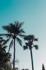 Palm trees silhouette against vintage deep blue sky. Filter toned effect. Copy space