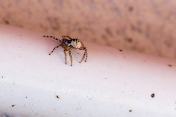 Harlequin jumping spider