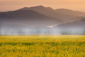 Fototapeta na wymiar Beautiful sunset landscape view with yellow flower field during summer vacation time.