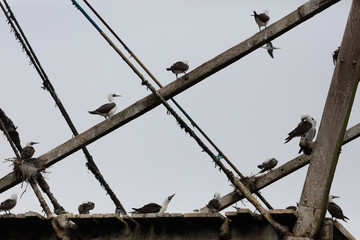 Ballestas Islands, Perù