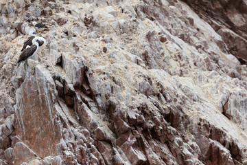 Ballestas Islands, Perù