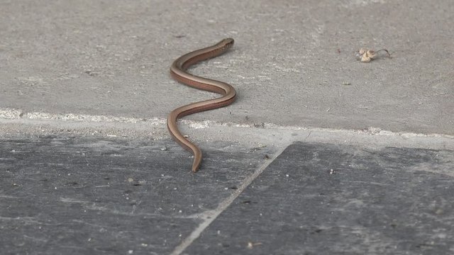 Slowworm on the way in the nature