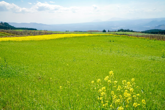 菜の花　亀石峠