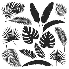 Fototapeta na wymiar silhouettes tropical leaves