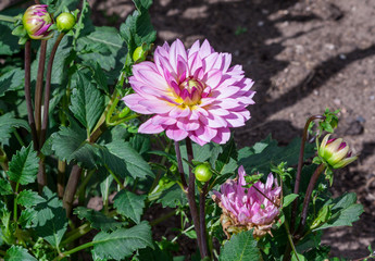 asteraceae dahlia cultorum grade canopus white and pink yellow core large flowers asters in bloom and buds,one flower,beautiful plant, autumn