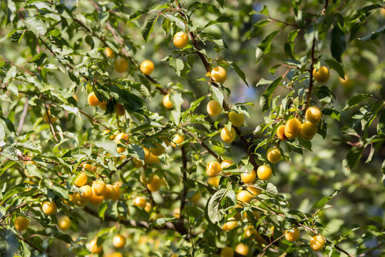 Closeup of mirabelle plum tree with many yellow plums and leaves