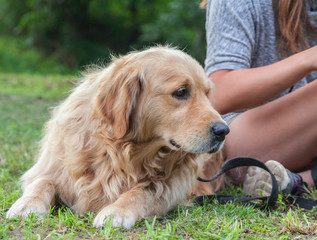 the girl in a gray jacket and shorts, with long brown hair sits on a grass in park, the dog breed a golden retriever sits next