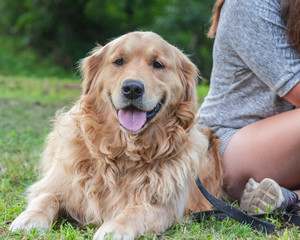 the girl in a gray jacket and shorts, with long brown hair sits on a grass in park, the dog breed a golden retriever lying next