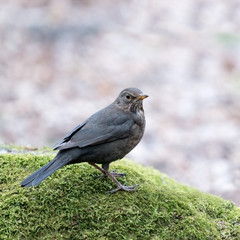 Female blackbird