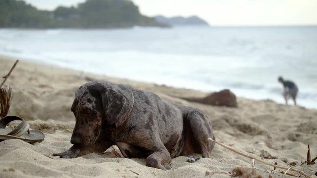 Stray Dog sits expectantly on a beach in San Pancho, the village of San Francisco in Riviera Nayarit of Mexico.