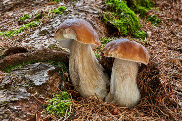 Boletus edulis. Fungus in the natural environment.