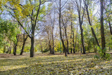 Colorful leaves in the autumn in the park