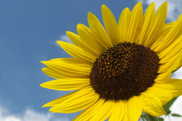 Naklejka premium ひまわりと青空と白い雲 - Sunflower with blue sky background
