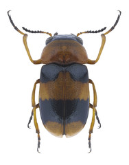Beetle Coptocephala unifasciata on a white background