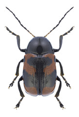 Beetle Cryptocephalus tarsalis on a white background