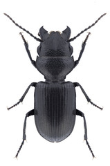 Beetle Dixus eremita on a white background