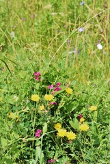 bouquet of summer flowers