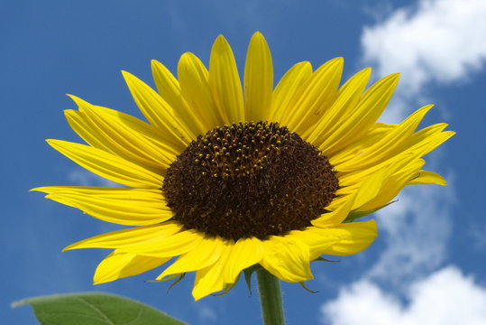 ひまわりと青空と白い雲 - Sunflower with blue sky background