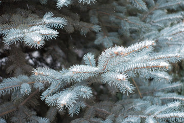 Blue green branches of Picea pungens covered with snow in winter