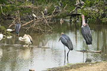 An adult wood stork resting in the pond