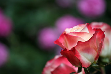 Rose summer season garden