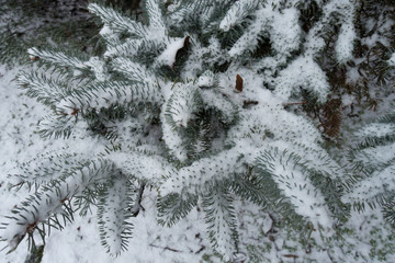 Fresh snow on branches of Picea pungens in winter