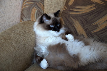 Cat on chair waiting cognac