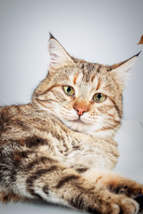 Naklejka na ściany i meble Portrait of adorable grey tabby cat with green eyes