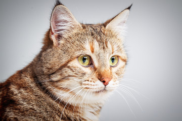 Portrait of adorable grey tabby cat with green eyes