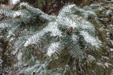 Needles of Picea pungens covered with snow in winter