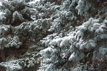 Picea pungens branches covered with snow in winter