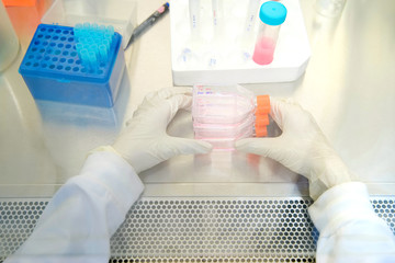 The woman researcher working with cell culture flask for monolayers cells in the culture medium in...