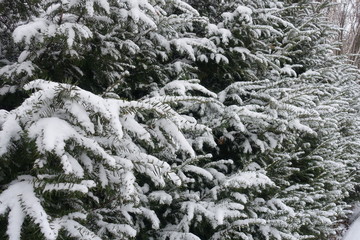 Hedge of yew covered with snow in winter