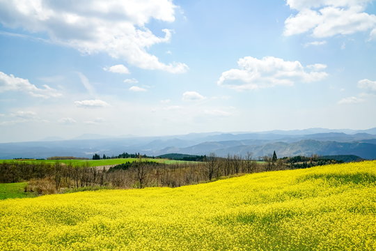 菜の花　亀石峠