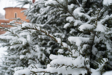 Snow covered bushes of yew around the castle in winter