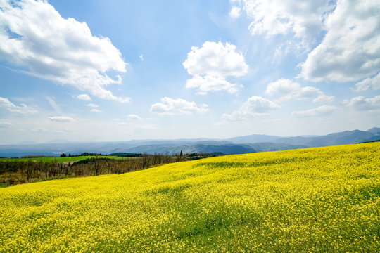 菜の花　亀石峠