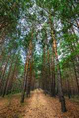 Pine forest. Western Siberia