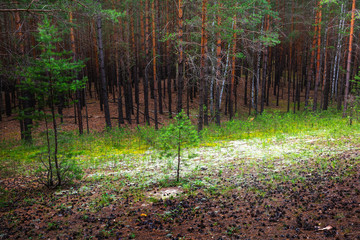 Pine forest. Western Siberia